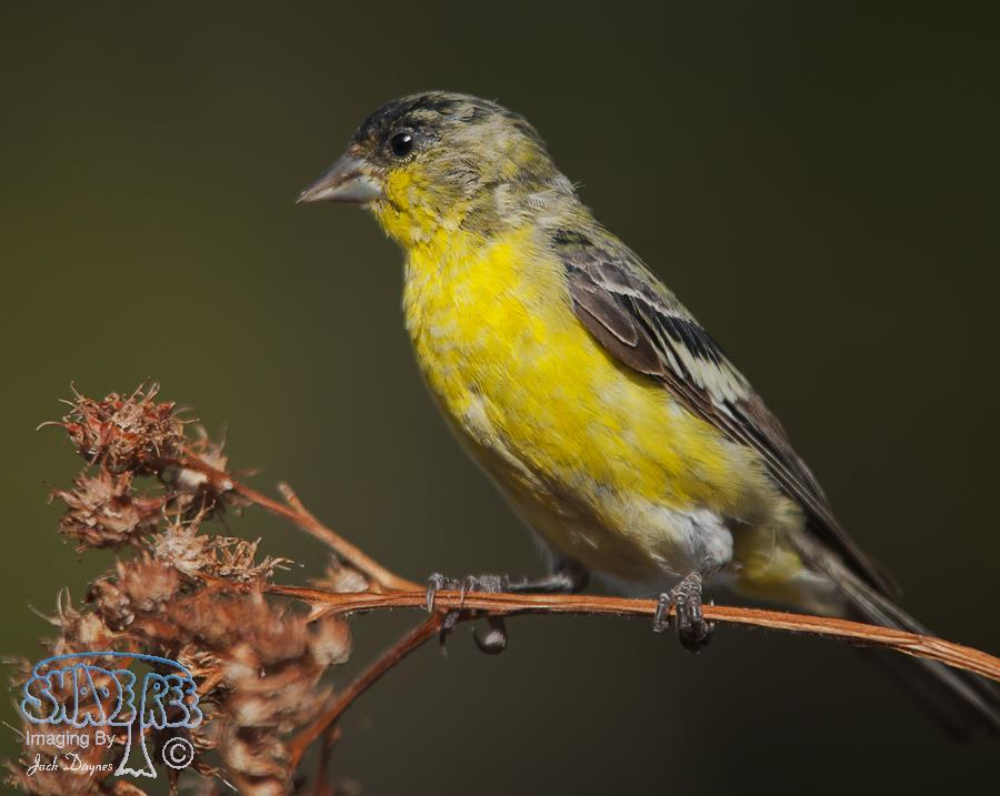 Lesser Goldfinch - Spinus psaltria