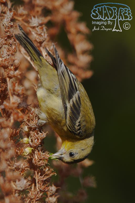 Lesser Goldfinch - Spinus psaltria