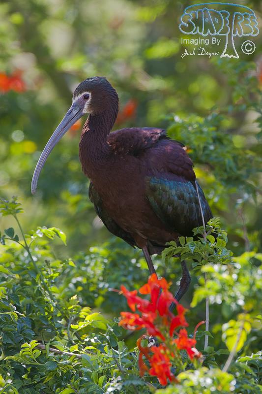 White-Faced Ibis - Plegadis chihi