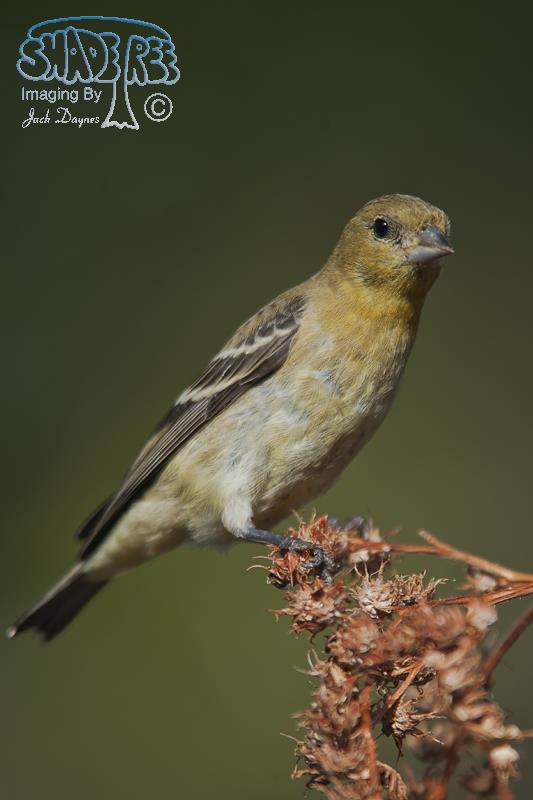 Lesser Goldfinch - Spinus psaltria