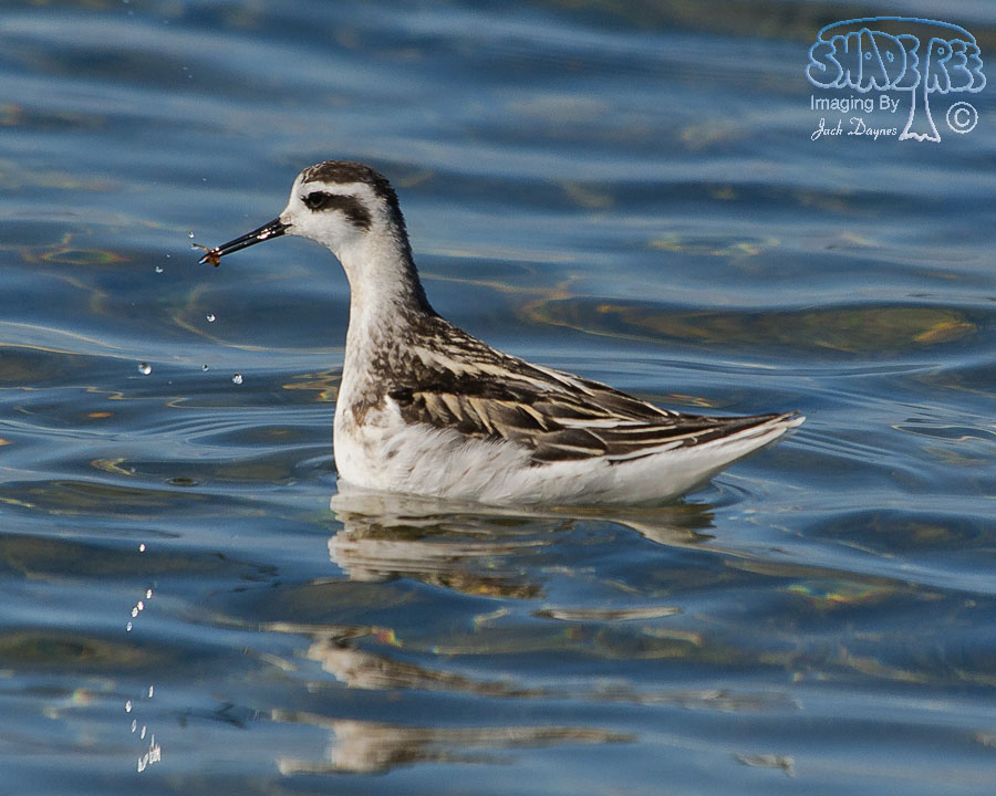 Red-Necked Phalarope - Phalaropus lobatus