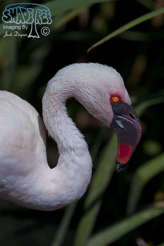 Lesser Flamingo - Phoenicopterus minor