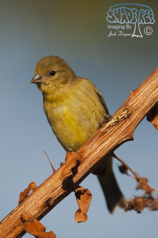 Lesser Goldfinch - Spinus psaltria