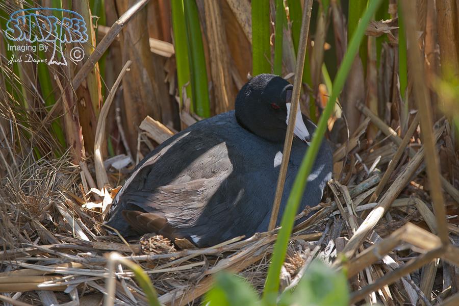 American Coot - Fulica americana