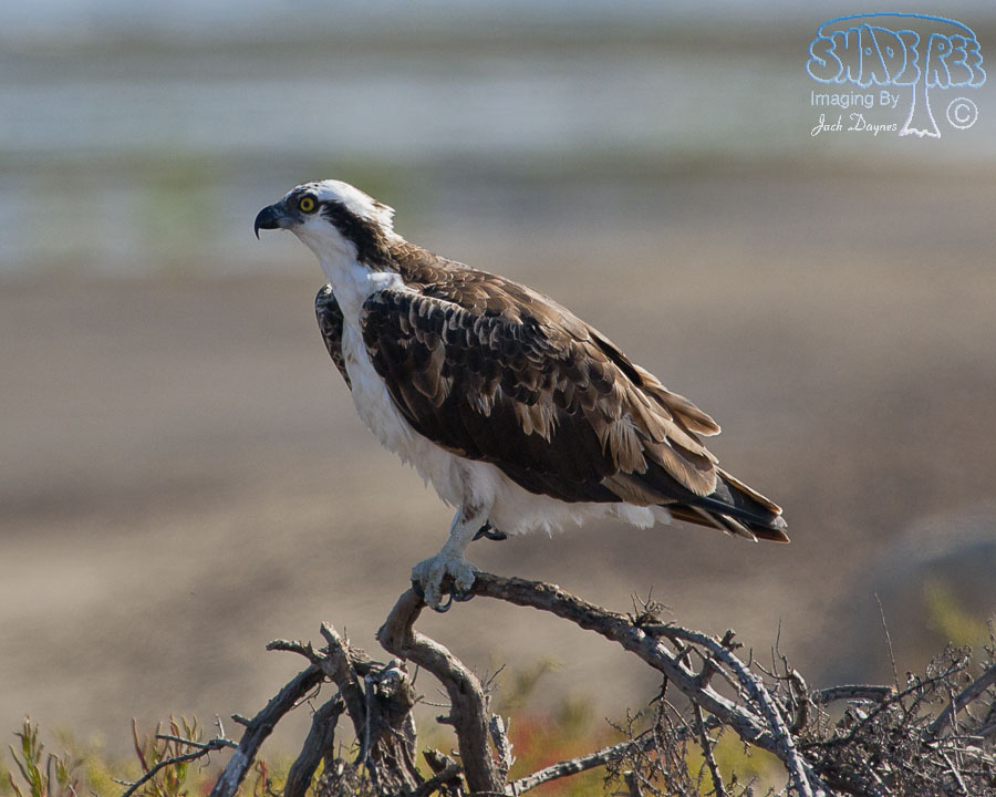 Osprey - Pandion haliaetus