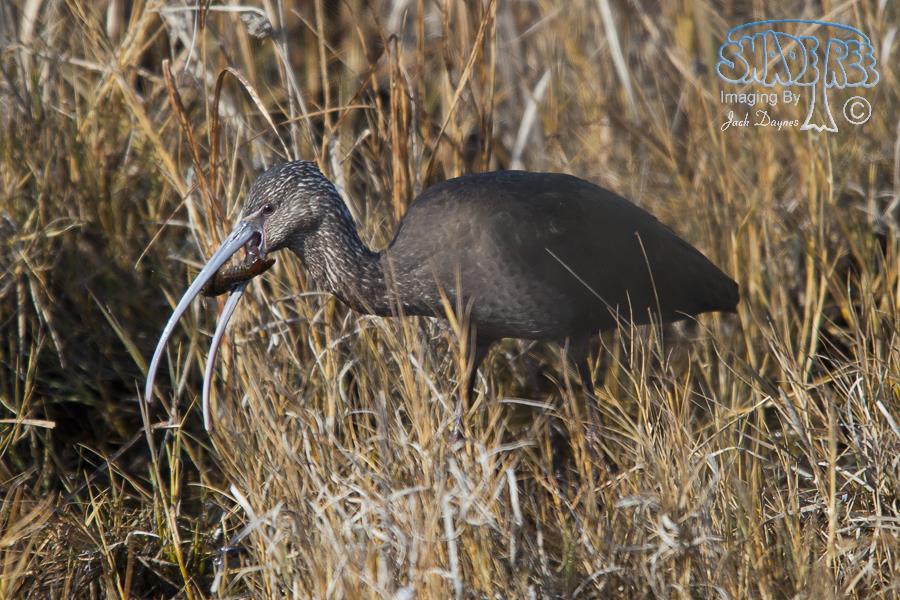 White-faced Ibis - Plegadis chihi