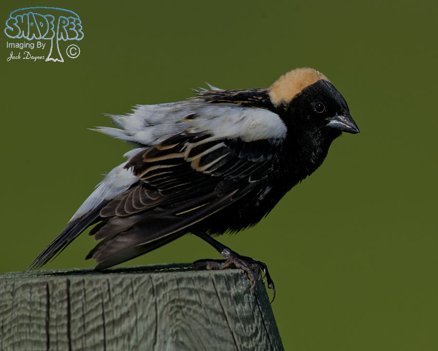Bobolink - Dolichonyx oryzivorus