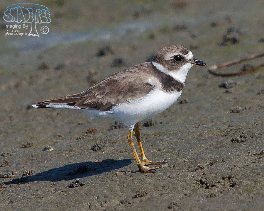 Semipalmated Plover - Charadrius semipalmatus