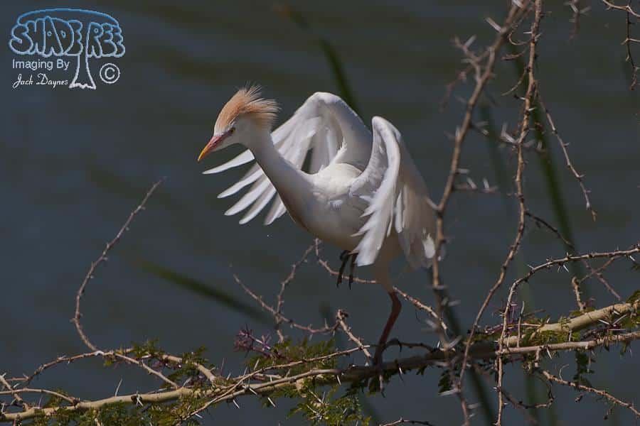 Cattle Egret - Bubulcus ibis