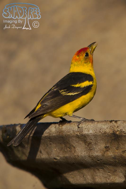 Western Tanager - Piranga ludoviciana