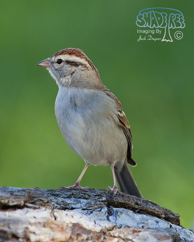 Chipping Sparrow - Spizella passerina