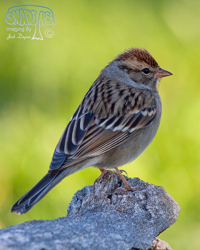 Chipping Sparrow - Spizella passerina