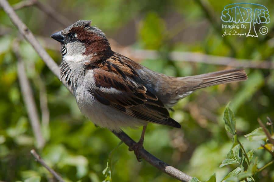 House Sparrow - Passer domesticus