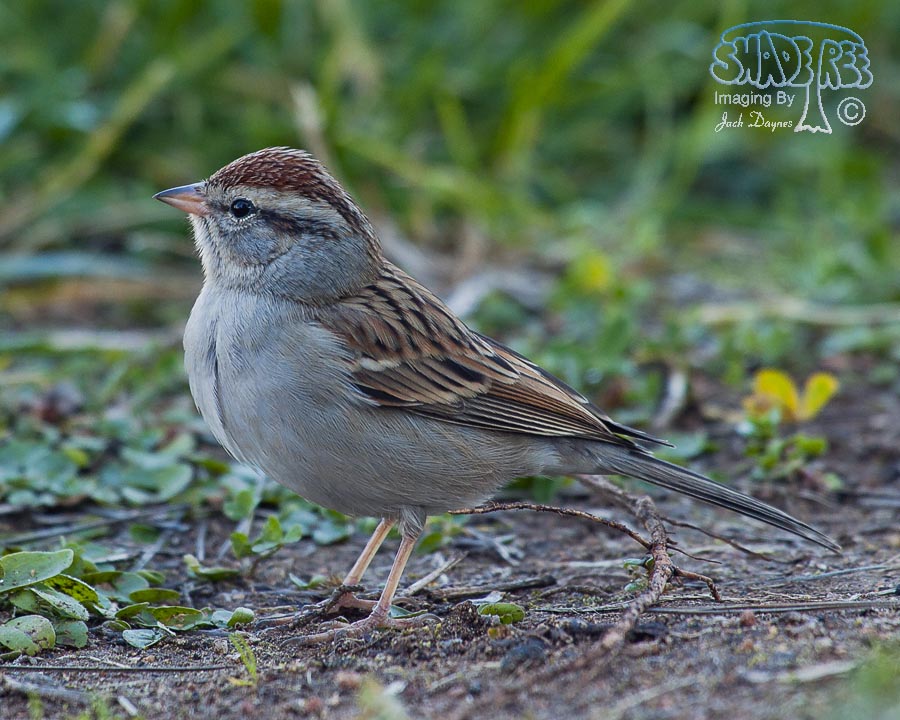 Chipping Sparrow - Spizella passerina