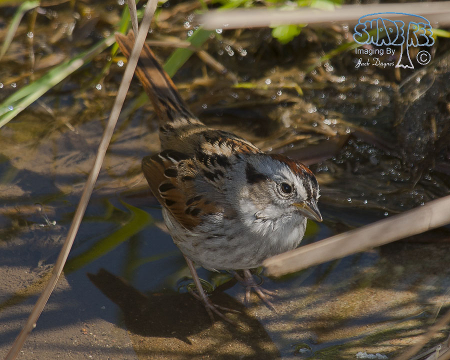 Swamp Sparrow - Melospiza georgiana