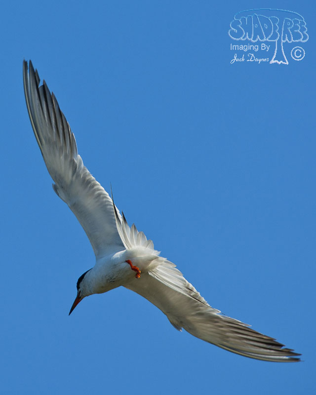 Forster's Tern - Sterna forsteri