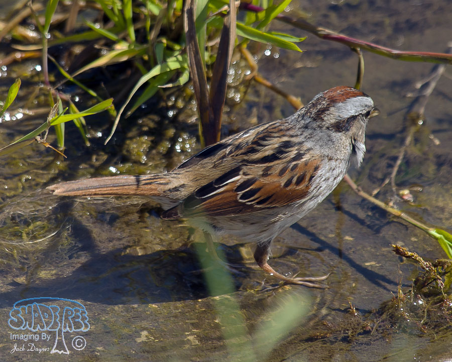 Swamp Sparrow - Melospiza georgiana