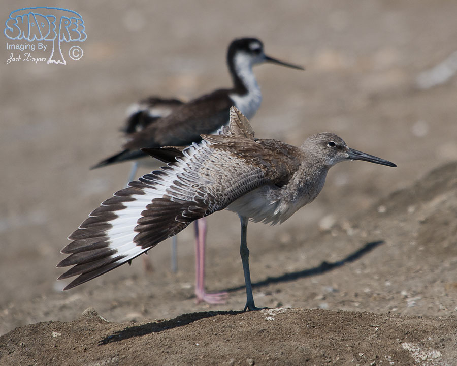 Willet - Tringa semipalmata