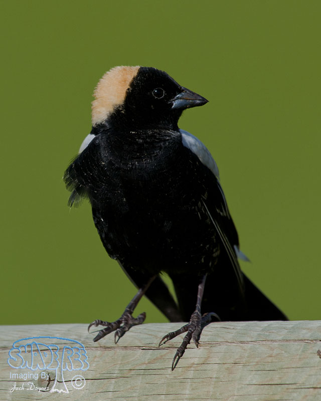 Bobolink - Dolichonyx oryzivorus