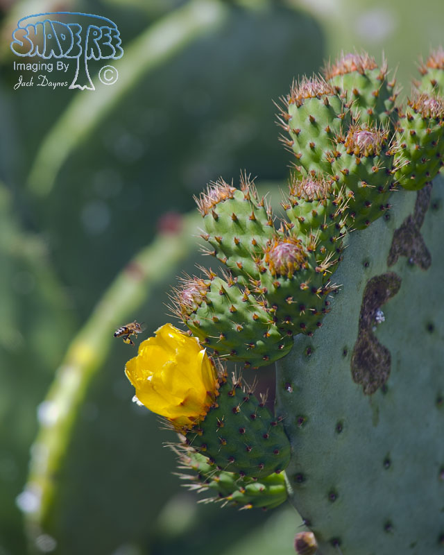 Wheel Cactus - Opuntia robusta