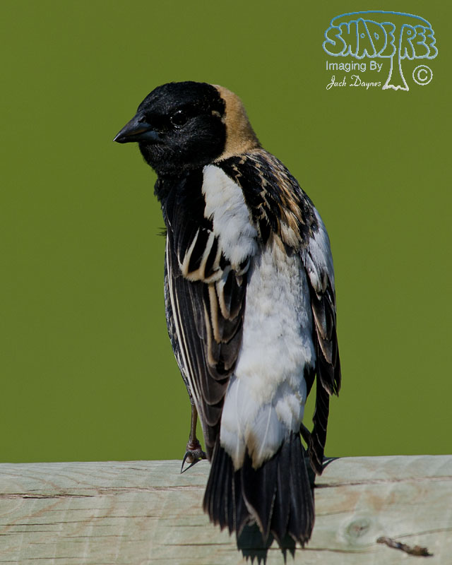 Bobolink - Dolichonyx oryzivorus