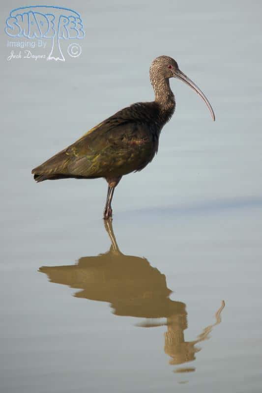 White-faced Ibis - Plegadis chihi