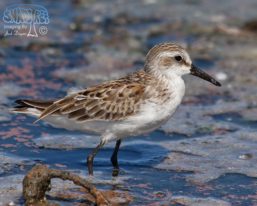 Western Sandpiper - Calidris mauri