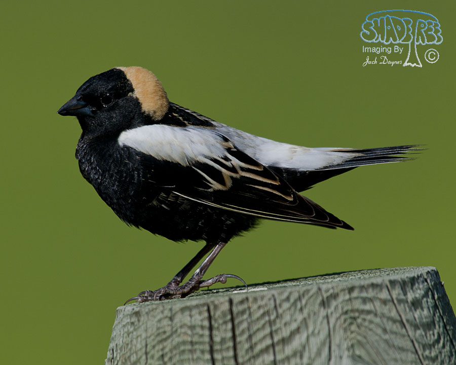 Bobolink - Dolichonyx oryzivorus