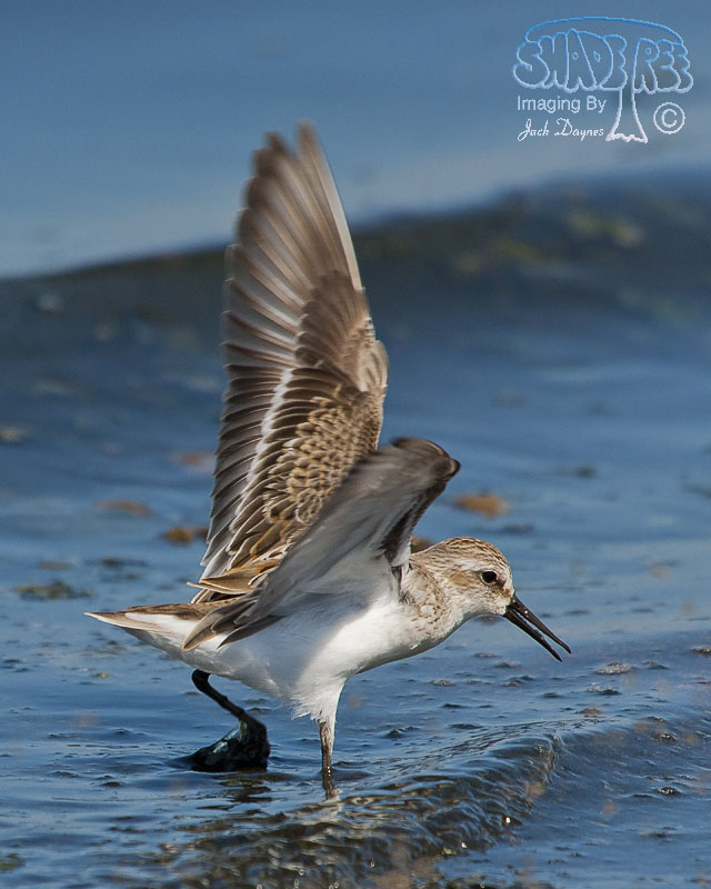 Western Sandpiper - Calidris mauri