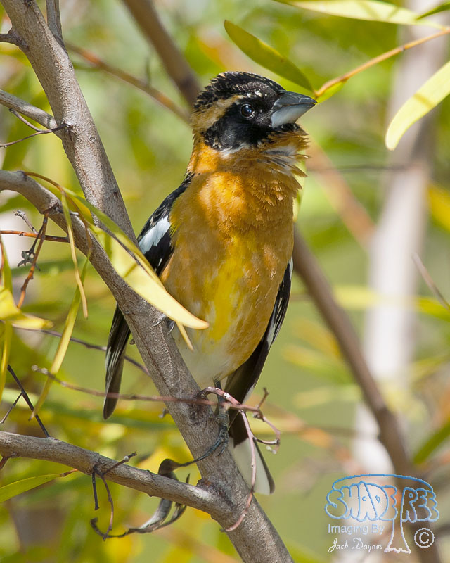 Black-Headed Grosbeak - Pheucticus melanocephalus