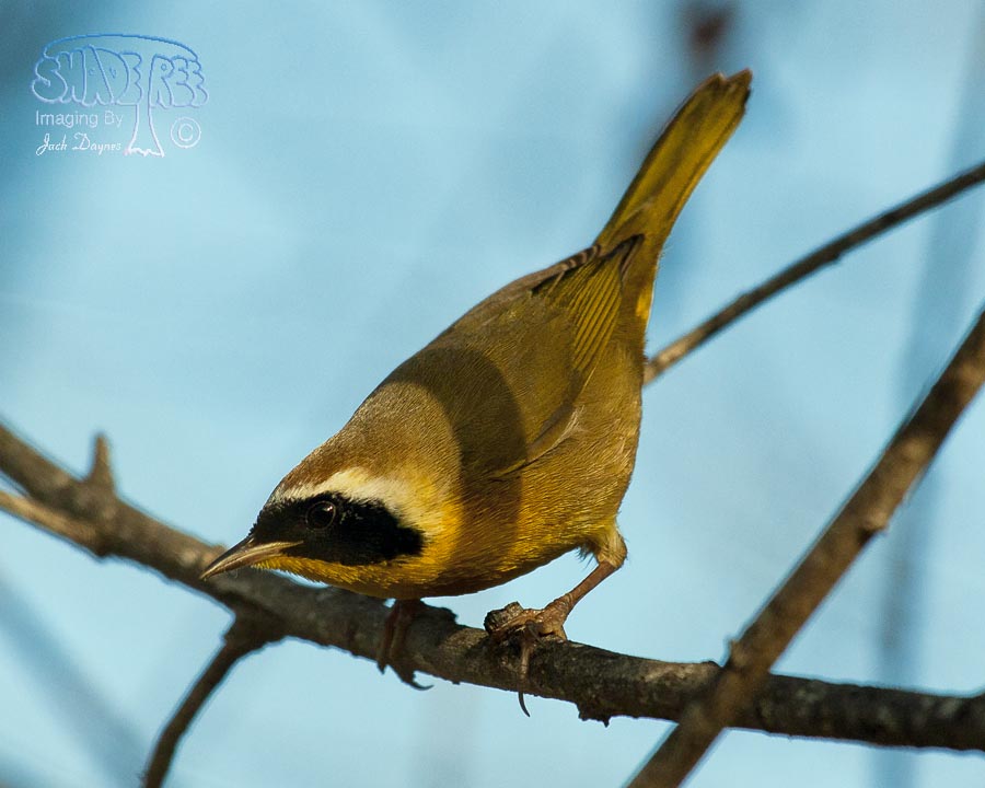 Common Yellowthroat - Geothlypis trichas