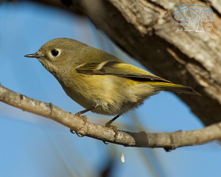 Ruby-Crowned Kinglet - Regulus calendula