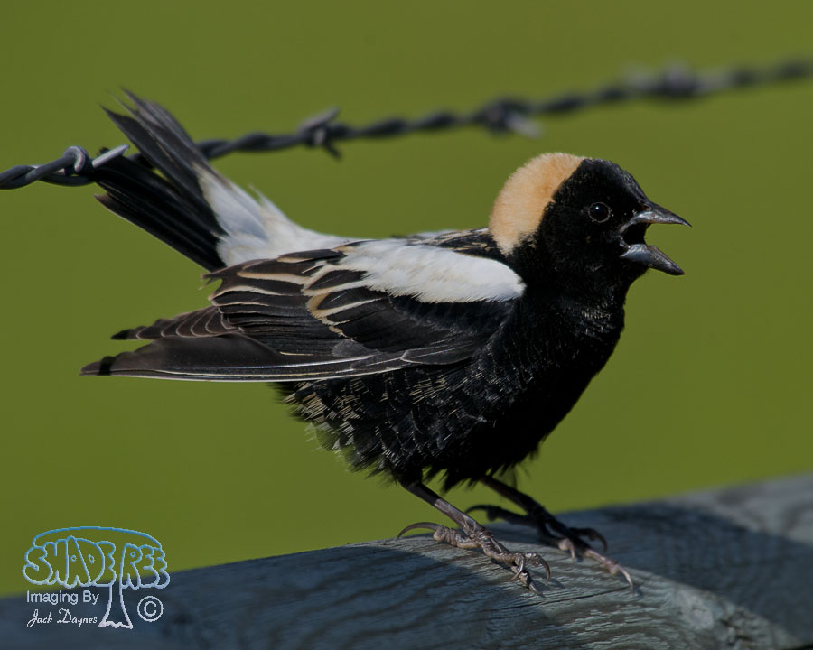 Bobolink - Dolichonyx oryzivorus