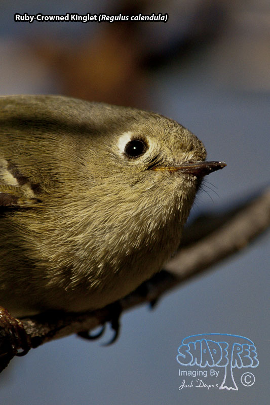 Ruby-Crowned Kinglet - Regulus calendula