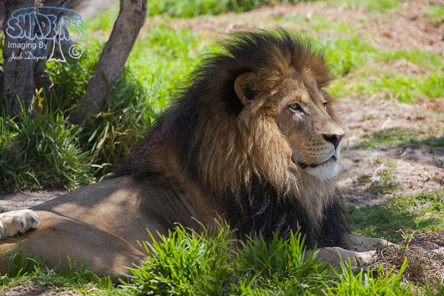 African Lion - Panthera leo