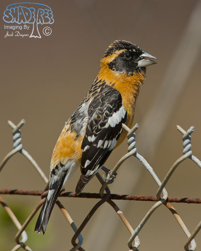 Black-Headed Grosbeak - Pheucticus melanocephalus