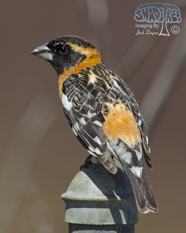 Black-Headed Grosbeak - Pheucticus melanocephalus