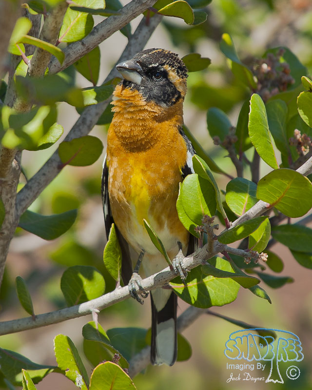 Black-Headed Grosbeak - Pheucticus melanocephalus