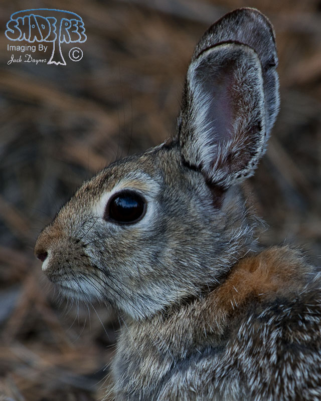 Mountain Cottontail - Sylvilagus nuttallii