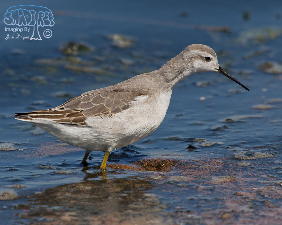 Wilson's Phalarope - Phalaropus tricolor