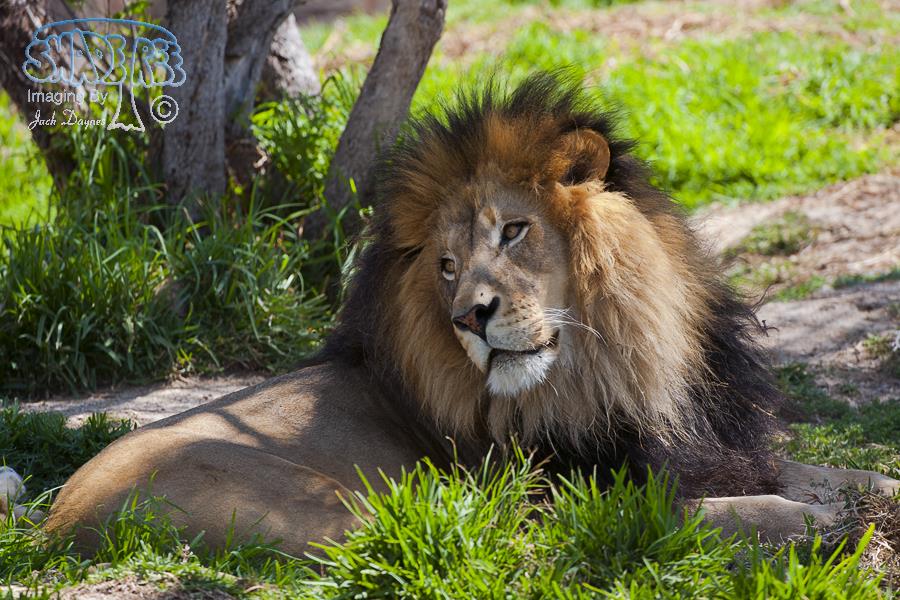 African Lion - Panthera leo