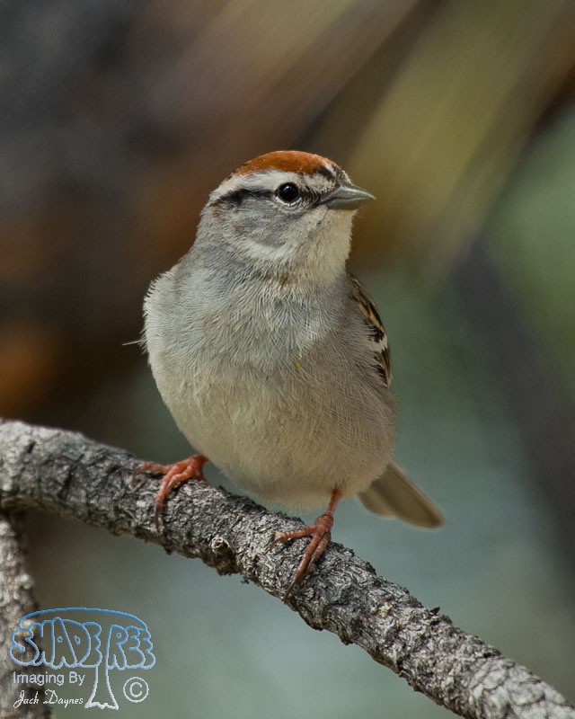 Chipping Sparrow - Spizella passerina