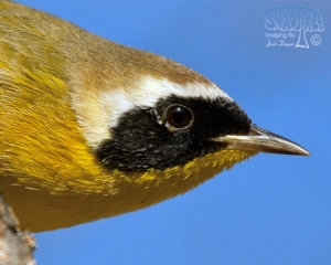 2019-09-19 Head Shots