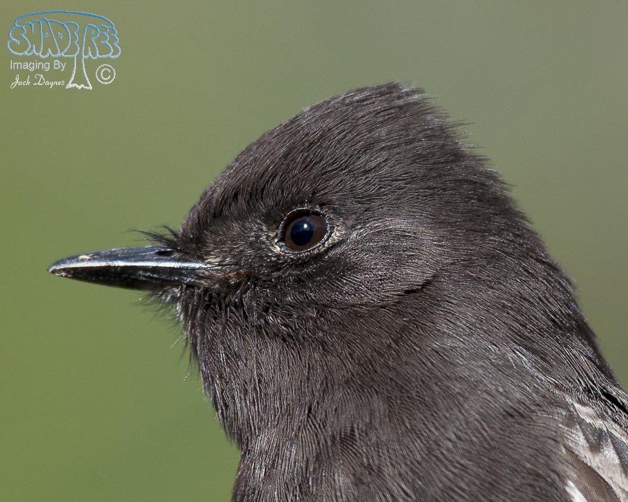 Black Phoebe - Sayornis nigricans