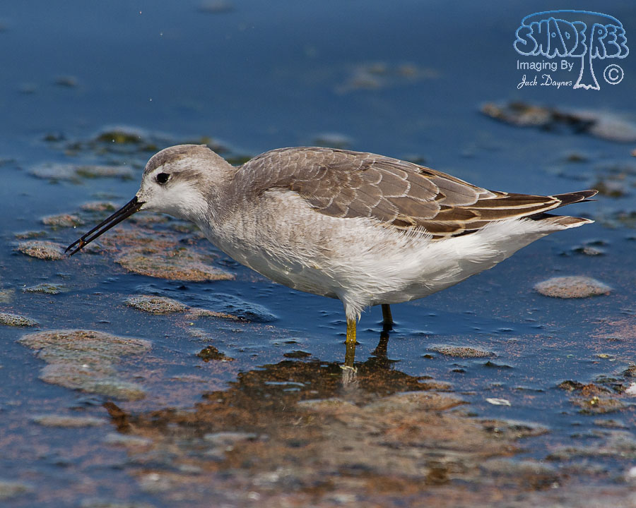 Wilson's Phalarope - Phalaropus tricolor