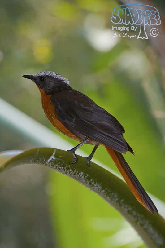 White-Crowned Robin-Chat - Cossypha albicapilla