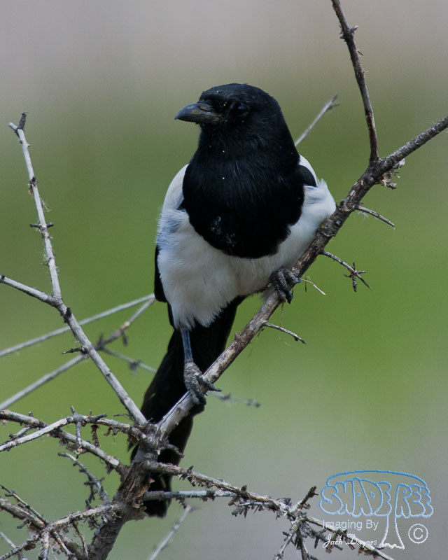 Black-Billed Magpie - Pica hudsonia