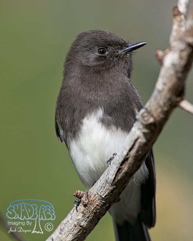 Black Phoebe - Sayornis nigricans