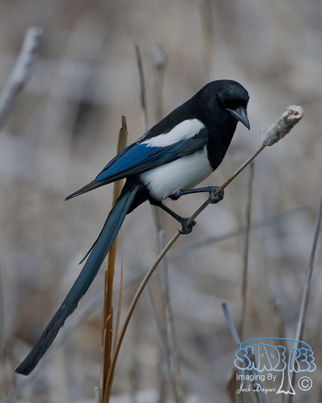 Black-Billed Magpie - Pica hudsonia