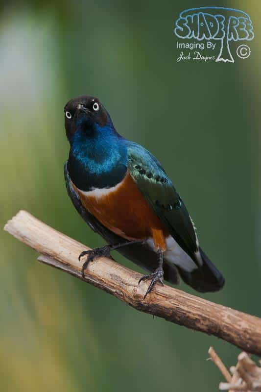 Superb Starling - Lamprotornis superbus